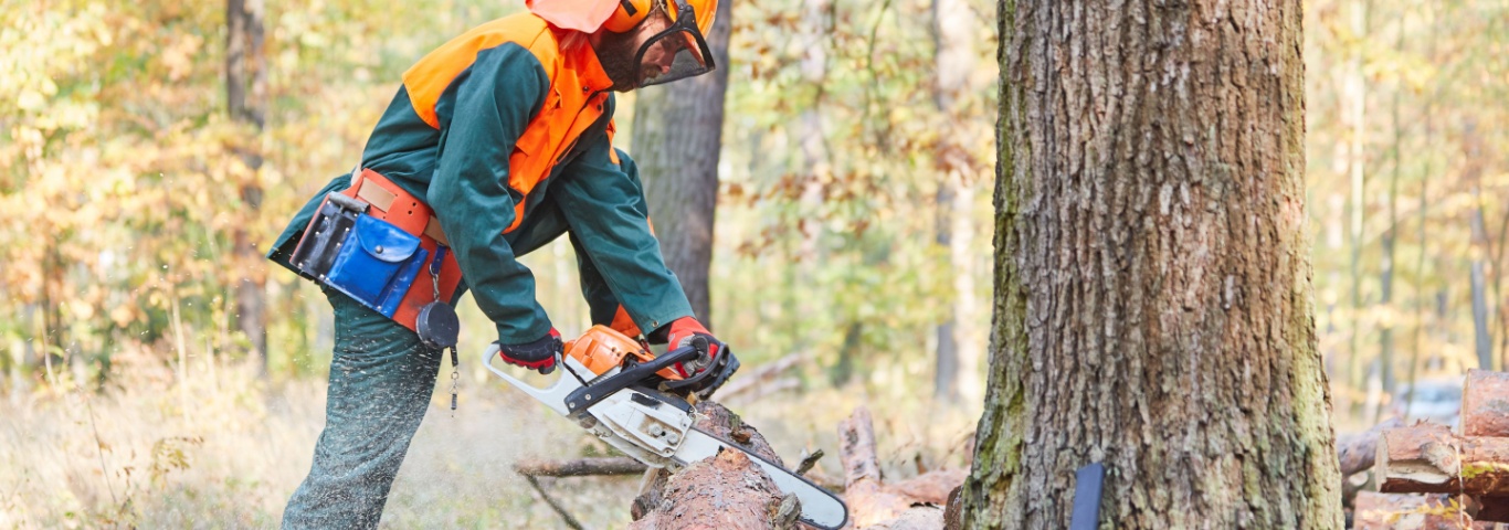 Πώς να Επιλέξετε το Σωστό Αλυσοπρίονο και να Κόψετε Δέντρα με Απόλυτη Ασφάλεια