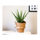 Τεχνητό Φυτό Aloe Vera 36 cm Inkazen 40081834