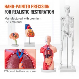 Σετ Ανατομικών Μοντέλων VEVOR: Εγκέφαλος, Κορμός, Καρδιά, Σκελετός ...