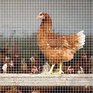 BAKAJI Ηλεκτροσυγκολλημένο Μεταλλικό Πλέγμα 1 x 10 μ. Μάτι 63x63mm... BAKAJI Ηλεκτροσυγκολλημένο Μεταλλικό Πλέγμα 1 x 10 μ. Μάτι 63x63mm...