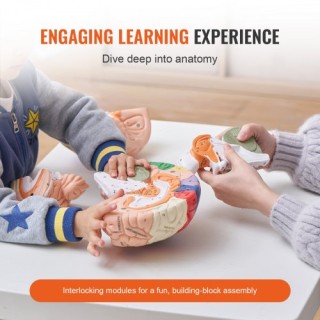 VEVOR  Ανατομικό Μοντέλο Ανθρώπινου Εγκεφάλου 2X Ζωής, 4 Μερών με Ε...
