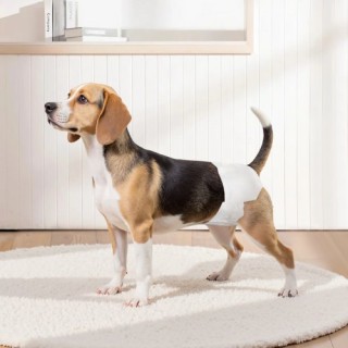 VEVOR Σερβιέτες Μίας Χρήσης για Θηλυκά Κουτάβια - Υπεραπορροφητικές... VEVOR Σερβιέτες Μίας Χρήσης για Θηλυκά Κουτάβια - Υπεραπορροφητικές...