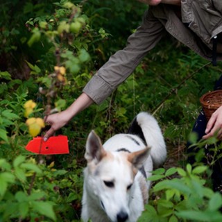 BAKAJI Συλλέκτης Μούρων από Πλαστικό και Μέταλλο Εργονομική Λαβή 1... BAKAJI Συλλέκτης Μούρων από Πλαστικό και Μέταλλο Εργονομική Λαβή 1...