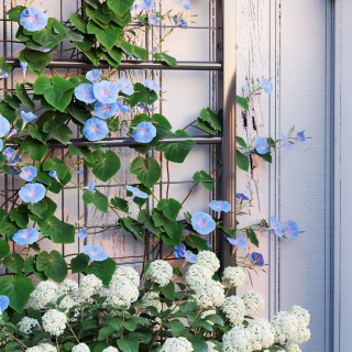 Outsunny Υπερυψωμένο Κρεβάτι Κήπου με Πέργκολα για Αναρριχώμενα Φυ... Outsunny Υπερυψωμένο Κρεβάτι Κήπου με Πέργκολα για Αναρριχώμενα Φυ...