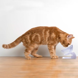 BAKAJI Μπολ για Γάτες και Σκύλους 2 σε 1 με Υποστήριξη Ανασηκωμένη... BAKAJI Μπολ για Γάτες και Σκύλους 2 σε 1 με Υποστήριξη Ανασηκωμένη...