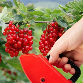 BAKAJI Συλλέκτης Μούρων από Πλαστικό και Μέταλλο Εργονομική Λαβή 1... BAKAJI Συλλέκτης Μούρων από Πλαστικό και Μέταλλο Εργονομική Λαβή 1...
