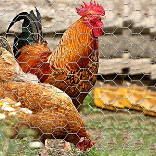 BAKAJI Γαλβανισμένο Μεταλλικό Πλέγμα Εξαγωνικό 40 εκ x 6 μμ Περίφρ... BAKAJI Γαλβανισμένο Μεταλλικό Πλέγμα Εξαγωνικό 40 εκ x 6 μμ Περίφρ...