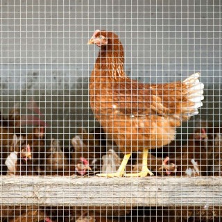 BAKAJI  Ηλεκτροσυγκολλημένο Μεταλλικό Πλέγμα 1 x 15 μ. Μάτι 12x12 χ...