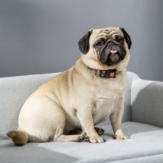 PawHut Βελούδινος καναπές για σκύλους μεσαίου και μικρού μεγέθους μ... PawHut Βελούδινος καναπές για σκύλους μεσαίου και μικρού μεγέθους μ...