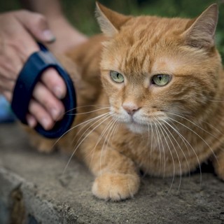 Galileo Πλήρες Σετ Καλλωπισμού Σκύλων και Γατών με Δύο Βούρτσες και...