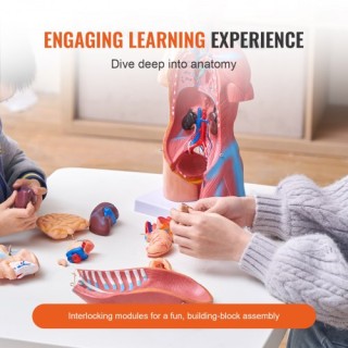 Μοντέλο Ανθρώπινου Σώματος VEVOR, 23 Μέρη, 46 εκ.  GGJRQGMX1JTRKRDCZV0