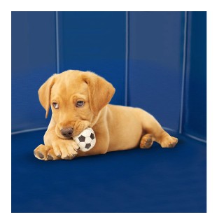 Αναδιπλούμενη Πισίνα για Κατοικίδια 80 x 30 cm Bakaji 02838921 Αναδιπλούμενη Πισίνα για Κατοικίδια 80 x 30 cm Bakaji 02838921