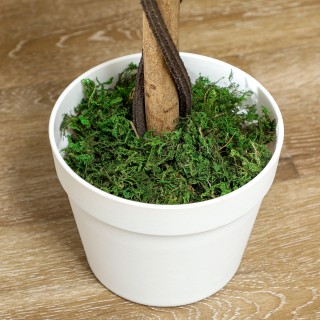 Outsunny Τεχνητό Φυτό Καμέλιας με 21 Άνθη σε Γλάστρα Γεμισμένη με Τ... Outsunny Τεχνητό Φυτό Καμέλιας με 21 Άνθη σε Γλάστρα Γεμισμένη με Τ...