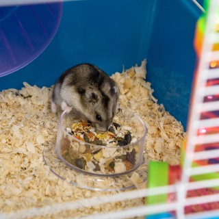 PawHut Κλουβί Χάμστερ 5 Επιπέδων με Σωλήνες Σπιτάκι Δοχείο και Τροχ...