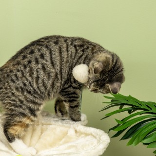 PawHut Cat Scratching Post max 5kg with Hammock, Play Balls and Sis... PawHut Cat Scratching Post max 5kg with Hammock, Play Balls and Sis...