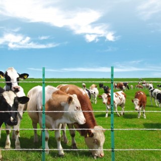 VEVOR 800M Ηλεκτρικό Σύρμα Περίφραξης για Ζώα  WLDXJSKJSK263MYM5Y3