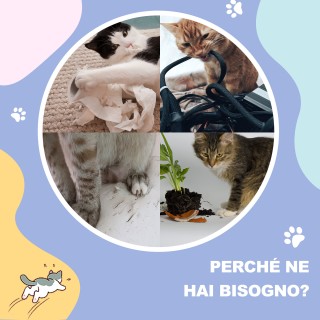 PawHut Σήραγγα για Γάτες Αναδιπλούμενη με Σπιτάκια, Ονυχοδρόμιο κα... PawHut Σήραγγα για Γάτες Αναδιπλούμενη με Σπιτάκια, Ονυχοδρόμιο κα...