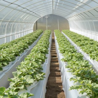 VEVOR Ρολό Πλαστικού 8Mil 6.5 x 164 FT Βαρέως Τύπου Πολυαιθυλένιο Γ... VEVOR Ρολό Πλαστικού 8Mil 6.5 x 164 FT Βαρέως Τύπου Πολυαιθυλένιο Γ...