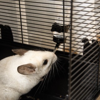 PawHut Κλουβί ινδικών χοιριδίων με λαβή, δεξαμενή νερού, ράμπα και ... PawHut Κλουβί ινδικών χοιριδίων με λαβή, δεξαμενή νερού, ράμπα και ...