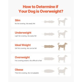 VEVOR Διάδρομος Σκύλου έως 100 κιλά Εσωτερικός FDDGGPBJDXQLRMHH8V0 VEVOR Διάδρομος Σκύλου έως 100 κιλά Εσωτερικός FDDGGPBJDXQLRMHH8V0