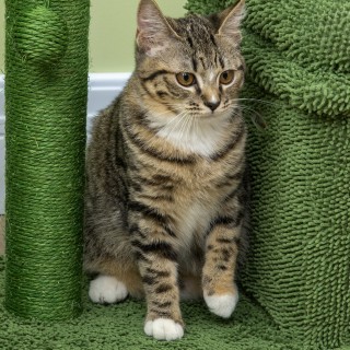 Στύλος γρατσουνίσματος γάτας PawHut με κρεβάτι, σπίτι και στύλο κάκ... Στύλος γρατσουνίσματος γάτας PawHut με κρεβάτι, σπίτι και στύλο κάκ...