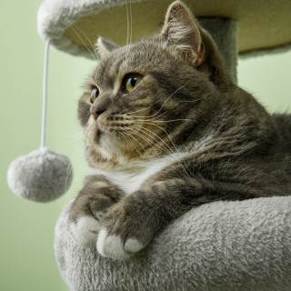 PawHut Ξυστός για γάτες σε μοριοσανίδα με κοντάρι Sisal, Σπίτι και ... PawHut Ξυστός για γάτες σε μοριοσανίδα με κοντάρι Sisal, Σπίτι και ...