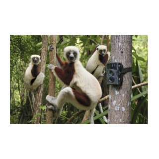 Κάμερα Παρακολούθησης Άγριων Ζώων για Κυνηγούς Nature Wild Cam Tech... Κάμερα Παρακολούθησης Άγριων Ζώων για Κυνηγούς Nature Wild Cam Tech...