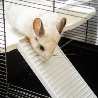 PawHut Κλουβί ινδικών χοιριδίων με λαβή, δεξαμενή νερού, ράμπα και ... PawHut Κλουβί ινδικών χοιριδίων με λαβή, δεξαμενή νερού, ράμπα και ...