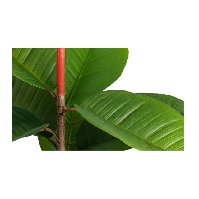 Τεχνητό Φυτό Ficus Elastica 58 cm Inkazen 40081831